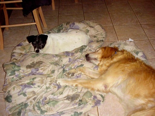 http://www.myk9kids.com.phtemp.com/Sammy_and_Thumper_sharing_the_blanket.jpg